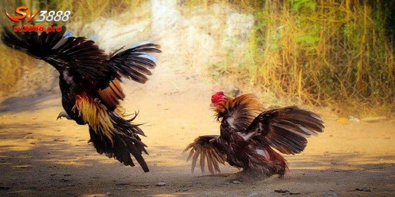 Nắm Trọn Bí Kíp Chơi Đá Gà Thomo 67 Hôm Nay Năm 2024